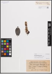 Foto von Salix delavayana Hand.-Mazz.